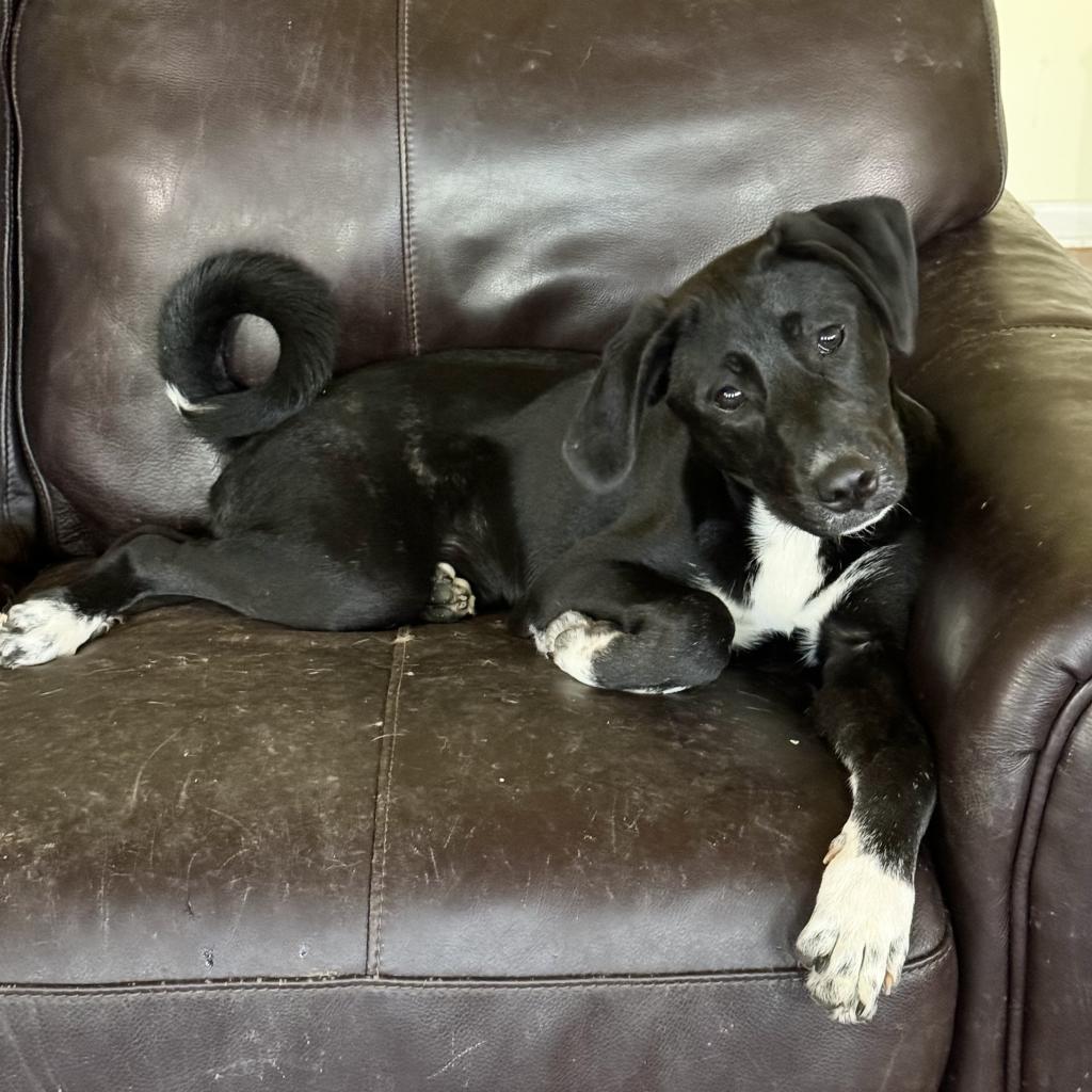 Willow, Adoptable, Adult Female Mixed Breed & Labrador Retriever.
