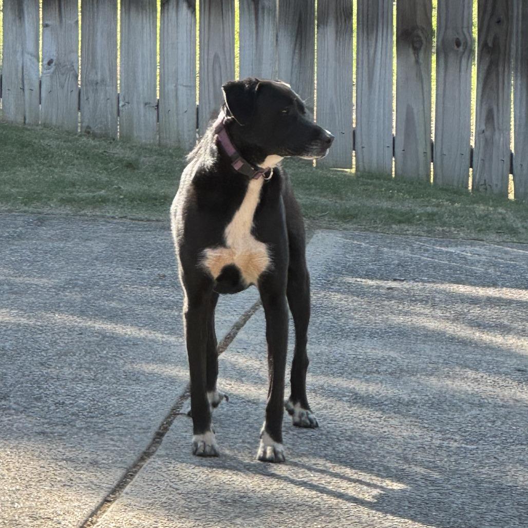 Enlarge Willow, a Adoptable mixed breed in Birmingham, AL image 2/2