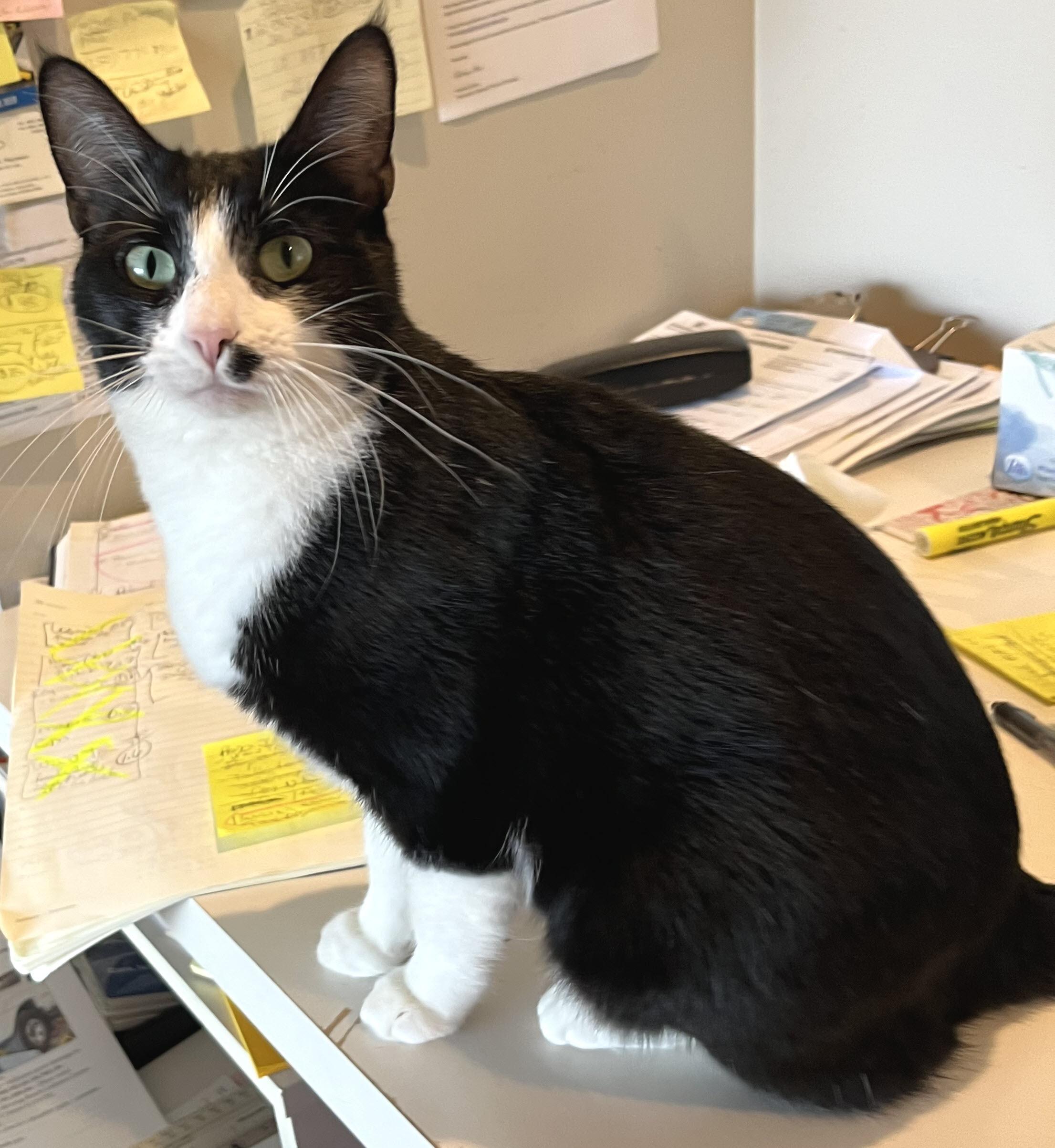 Enlarge Marilyn, a ADOPTABLE Domestic Short Hair in South San Francisco, CA image 4/4