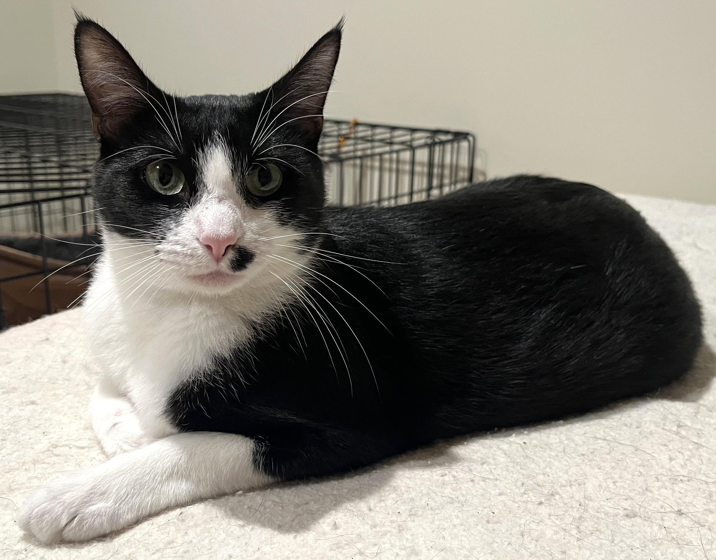 Enlarge Marilyn, a ADOPTABLE Domestic Short Hair in South San Francisco, CA image 3/3