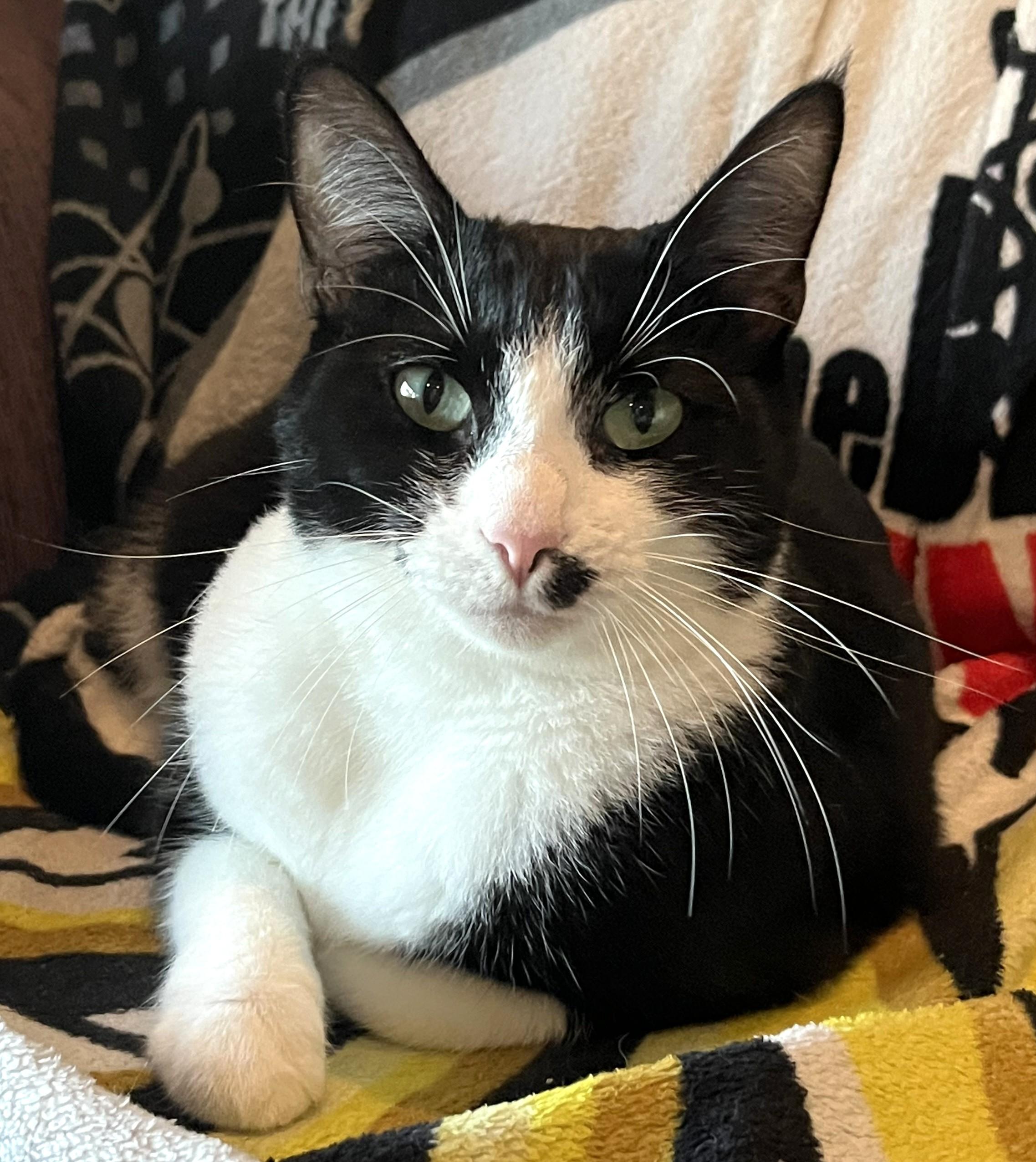 Marilyn, ADOPTABLE, Young Female Domestic Short Hair.