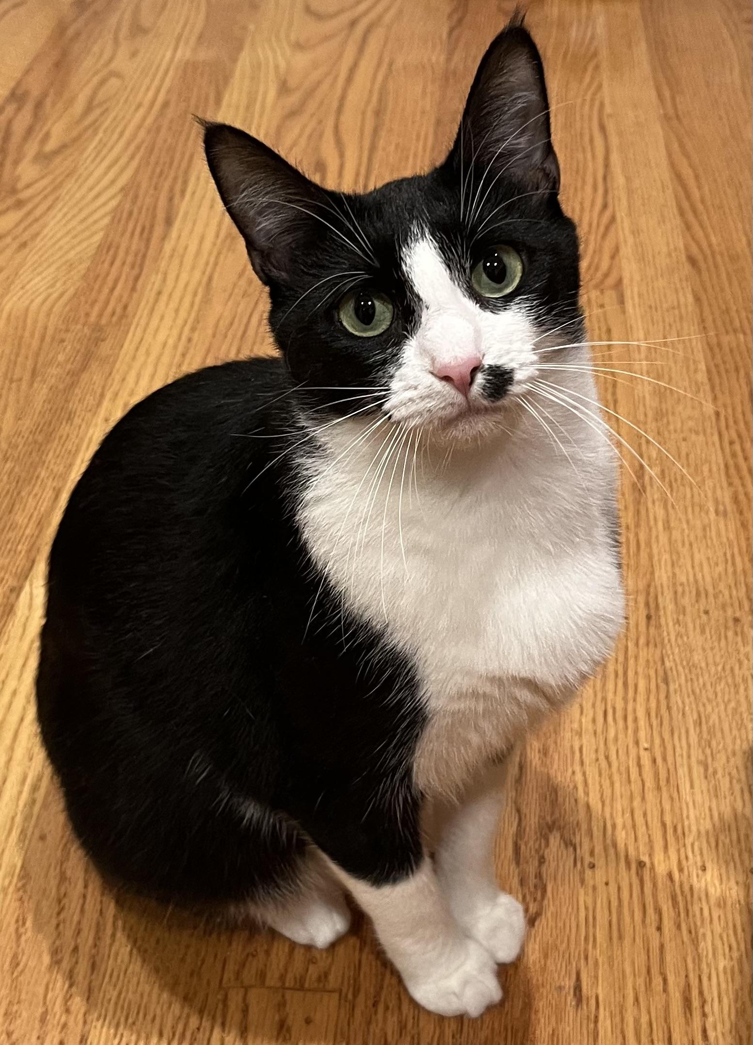 Enlarge Marilyn, a ADOPTABLE Domestic Short Hair in South San Francisco, CA image 2/3