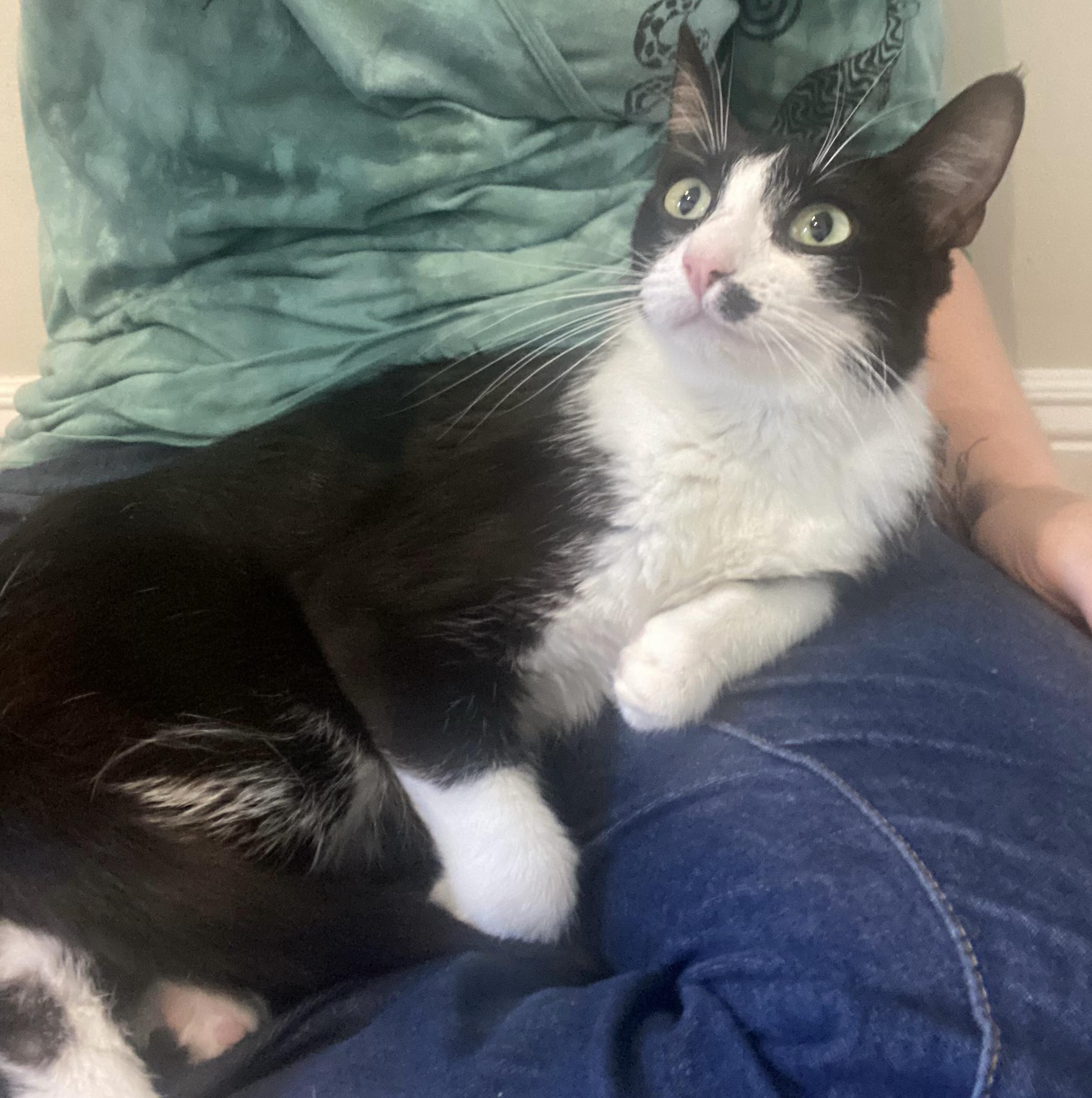 Marilyn, a ADOPTABLE Domestic Short Hair in South San Francisco, CA image 1/5