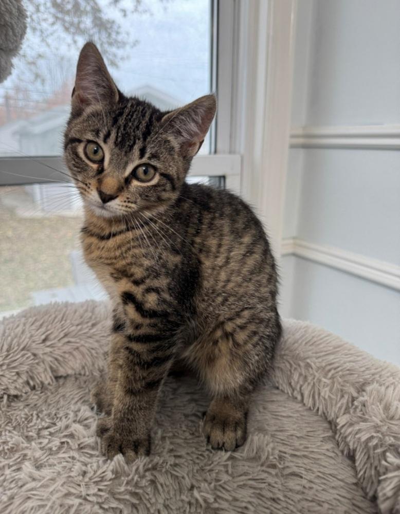 Peaches, Adoptable, Kitten Female Domestic Short Hair.