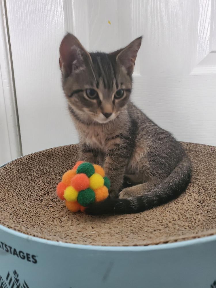 Peaches, a Adoptable Domestic Short Hair in Clinton Township, MI image 2/4