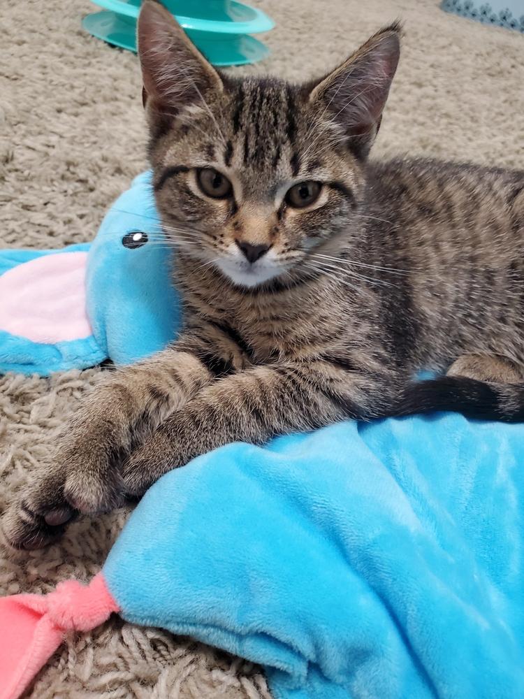 Peaches, a Adoptable Domestic Short Hair in Clinton Township, MI image 3/4