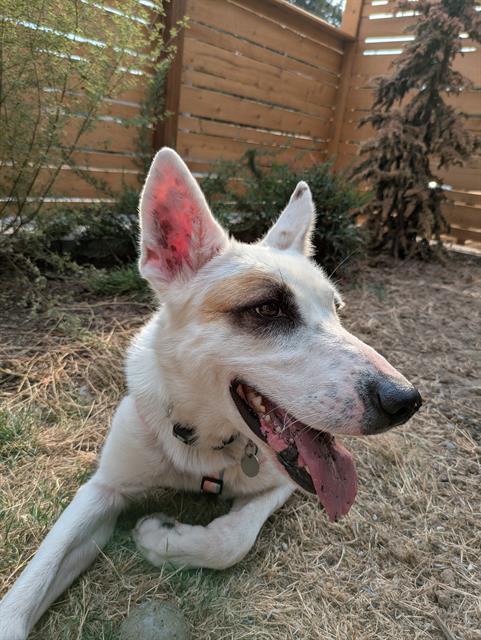 LAIKA, Adoptable, Young Female German Shepherd Dog & Mixed Breed.