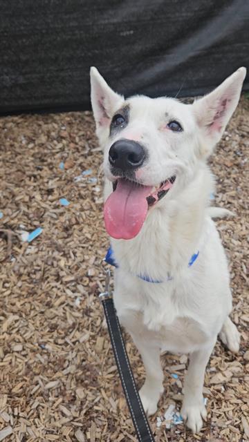 LAIKA, Adoptable, Adult Female German Shepherd Dog & Mixed Breed.