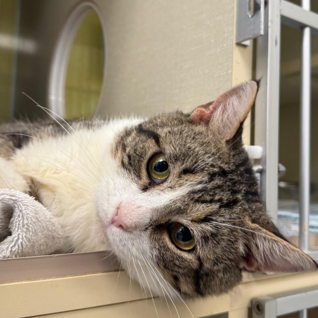 Perry The Platypus (Critter Barn), Adoptable, Adult Male Domestic Short Hair.