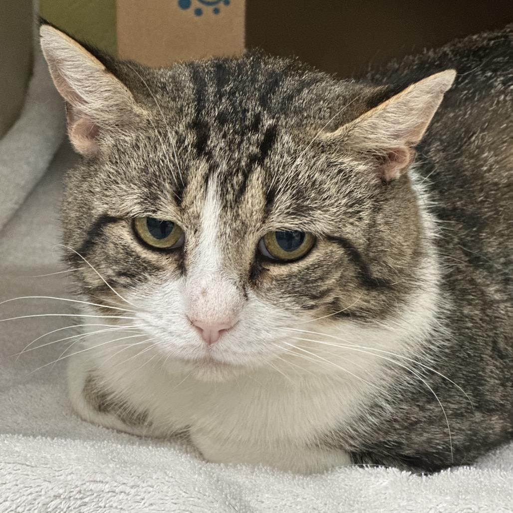 Perry The Platypus (Critter Barn), a Adoptable Domestic Short Hair in West Olive, MI image 2/6