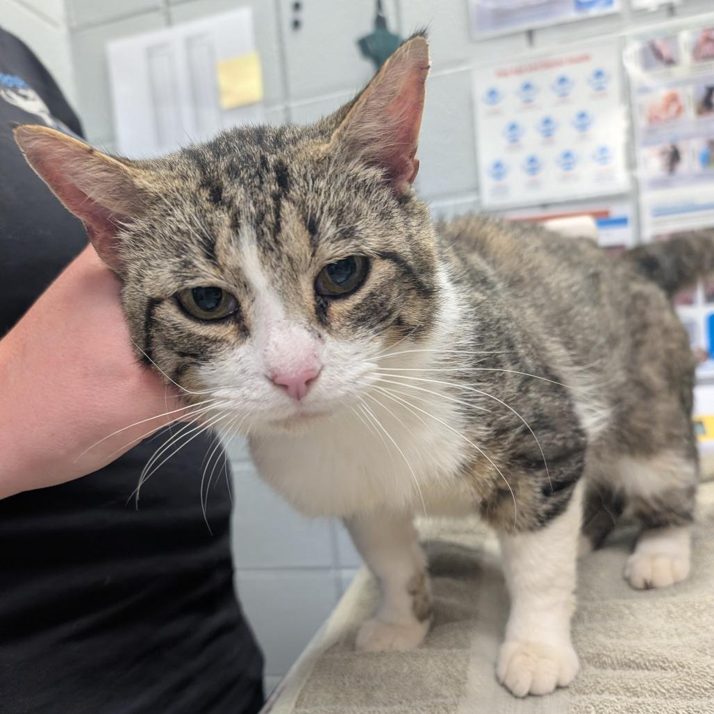 Perry The Platypus (Critter Barn), a Adoptable Domestic Short Hair in West Olive, MI image 3/6