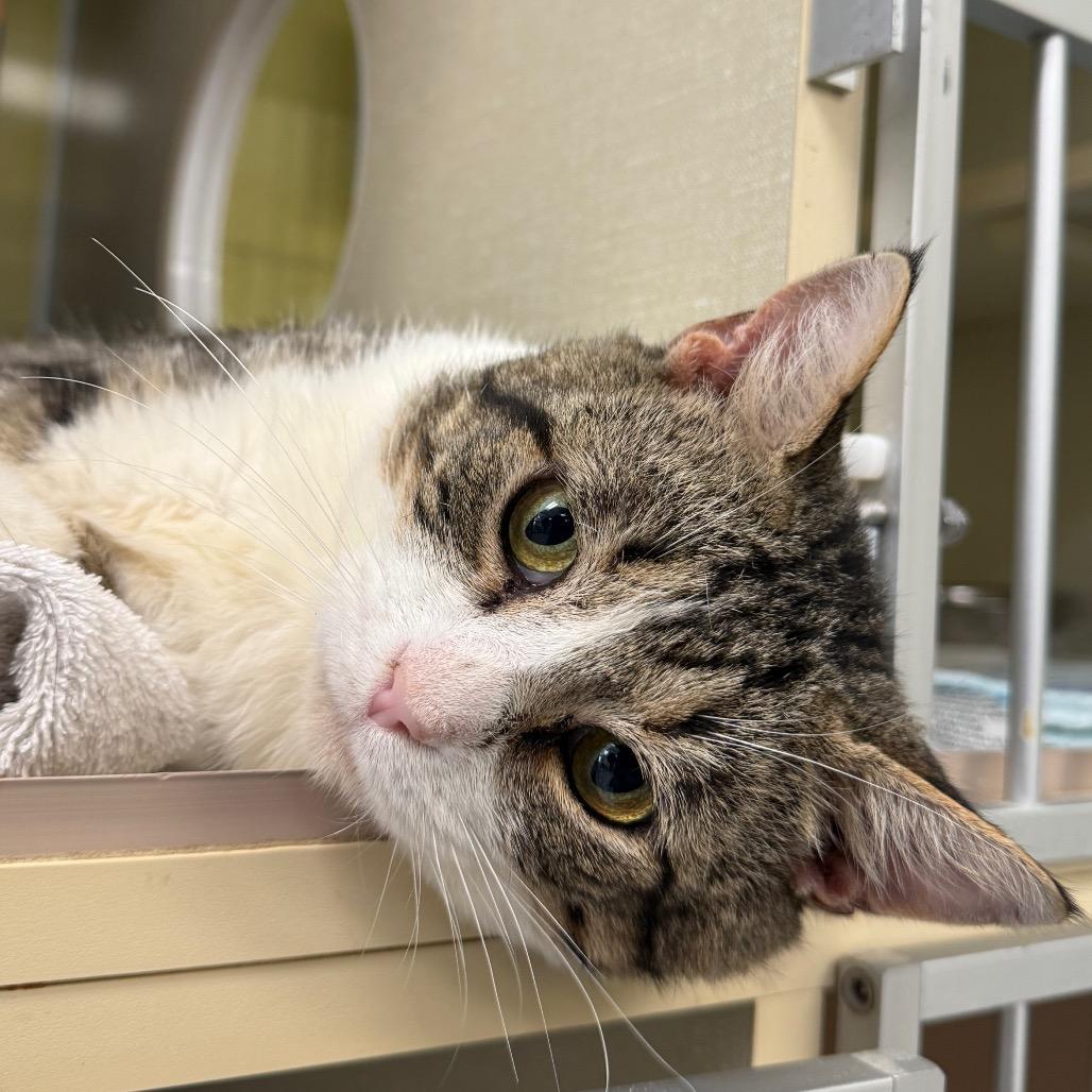 Perry The Platypus (Critter Barn), a Adoptable Domestic Short Hair in West Olive, MI image 4/6