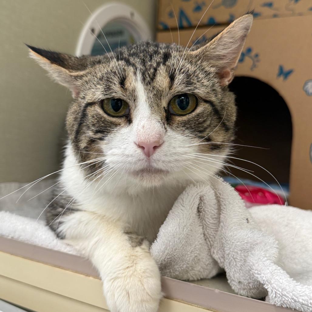 Perry The Platypus (Critter Barn), a Adoptable Domestic Short Hair in West Olive, MI image 5/6
