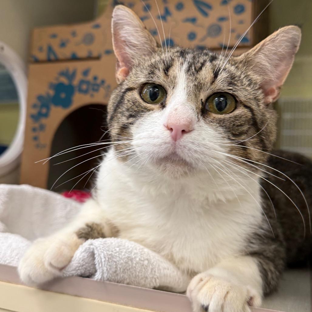 Perry The Platypus (Critter Barn), a Adoptable Domestic Short Hair in West Olive, MI image 6/6