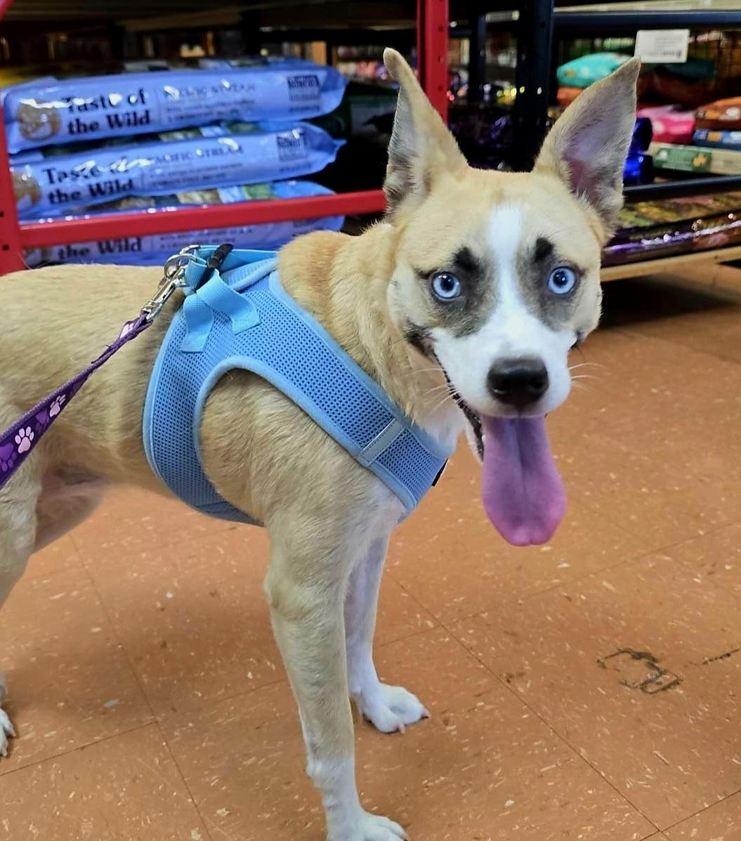 Summer, Adopted, Young Female Mixed Breed.