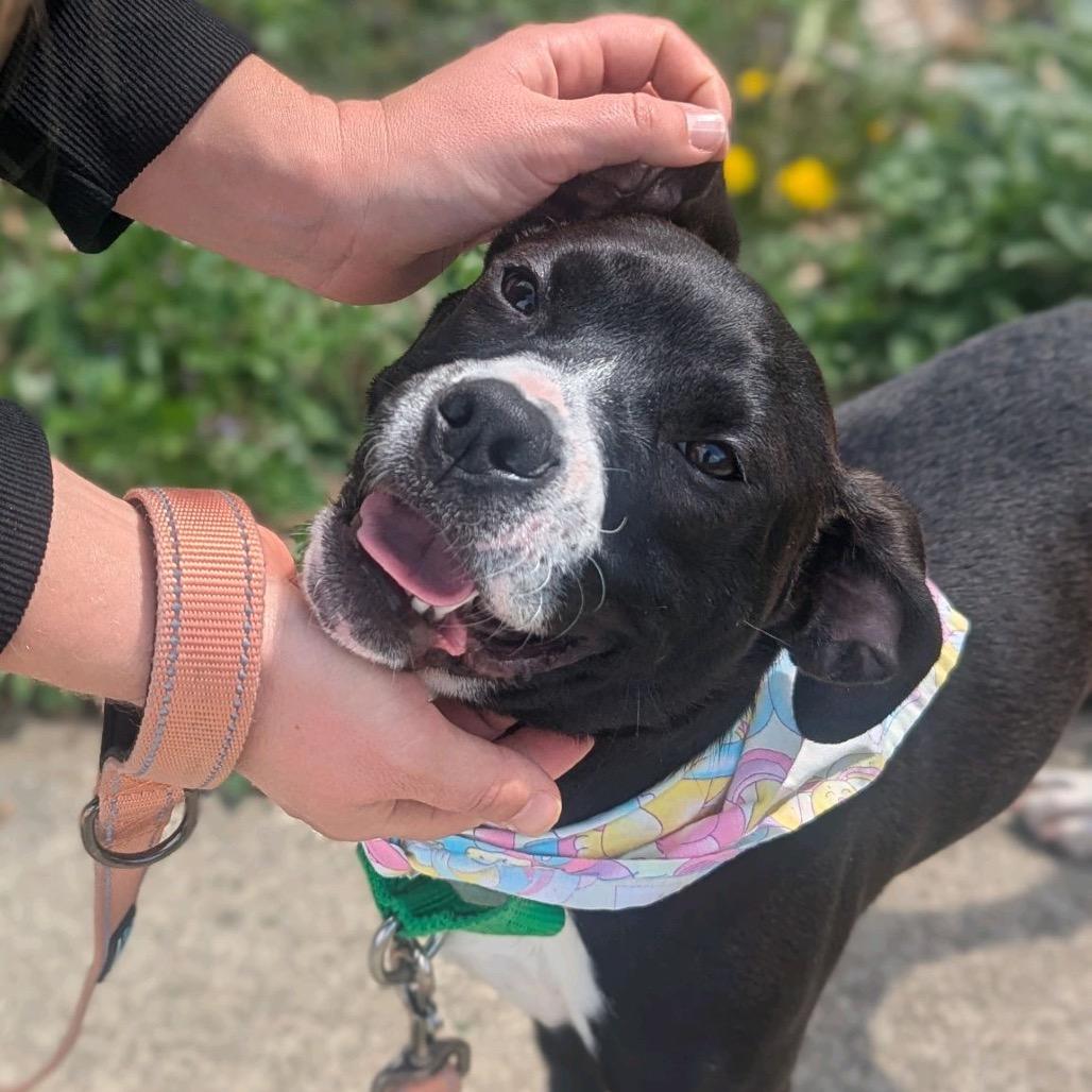 Ashe, Adoptable, Young Female Mixed Breed.