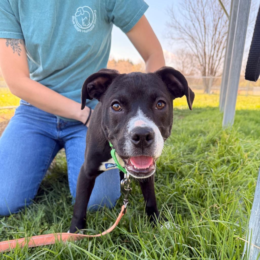 Enlarge Ashe, a Adoptable Mixed Breed in Hendersonville, NC image 2/6