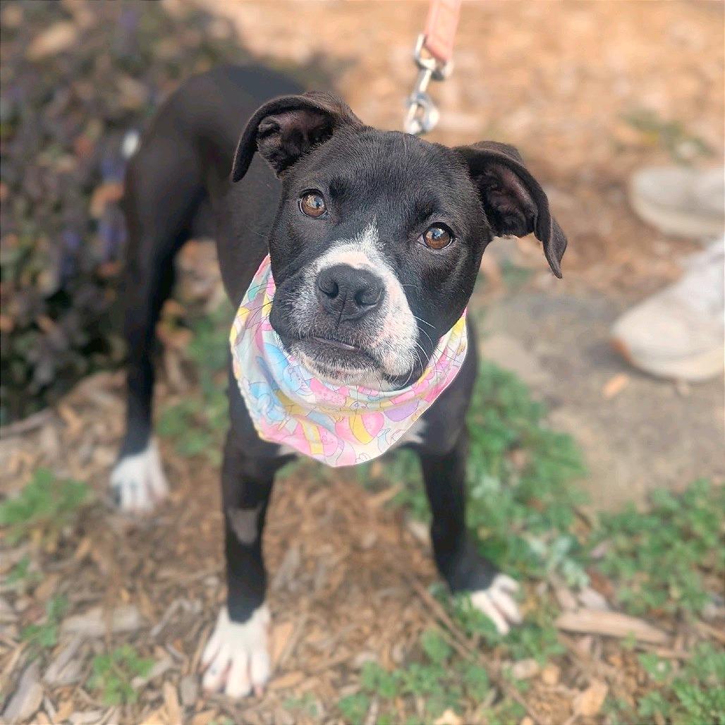 Enlarge Ashe, a Adoptable Mixed Breed in Hendersonville, NC image 3/6