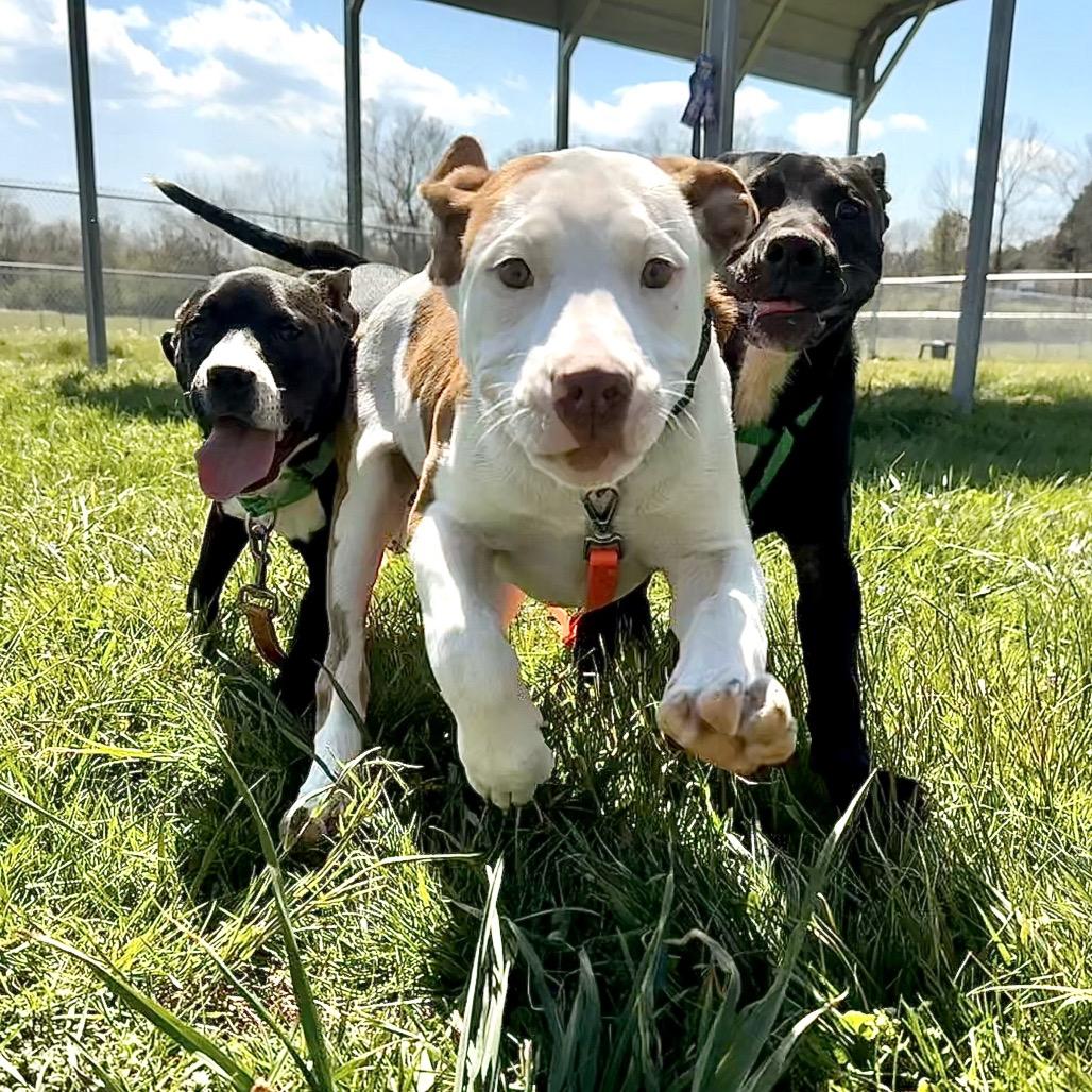 Enlarge Ashe, a Adoptable Mixed Breed in Hendersonville, NC image 4/6