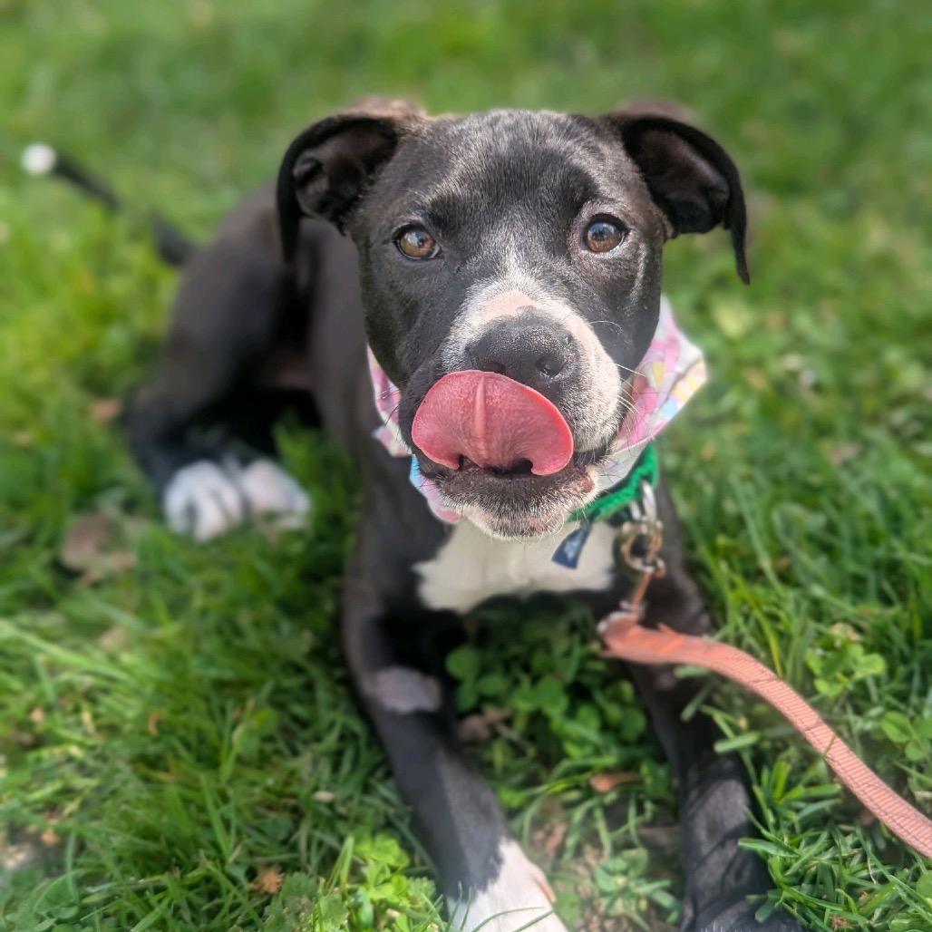 Enlarge Ashe, a Adoptable Mixed Breed in Hendersonville, NC image 5/6