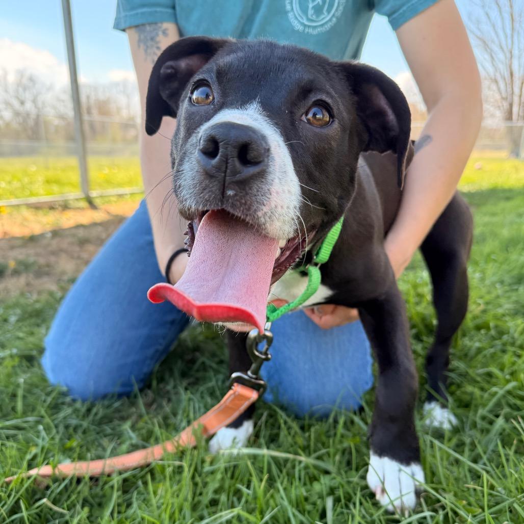Enlarge Ashe, a Adoptable Mixed Breed in Hendersonville, NC image 6/6