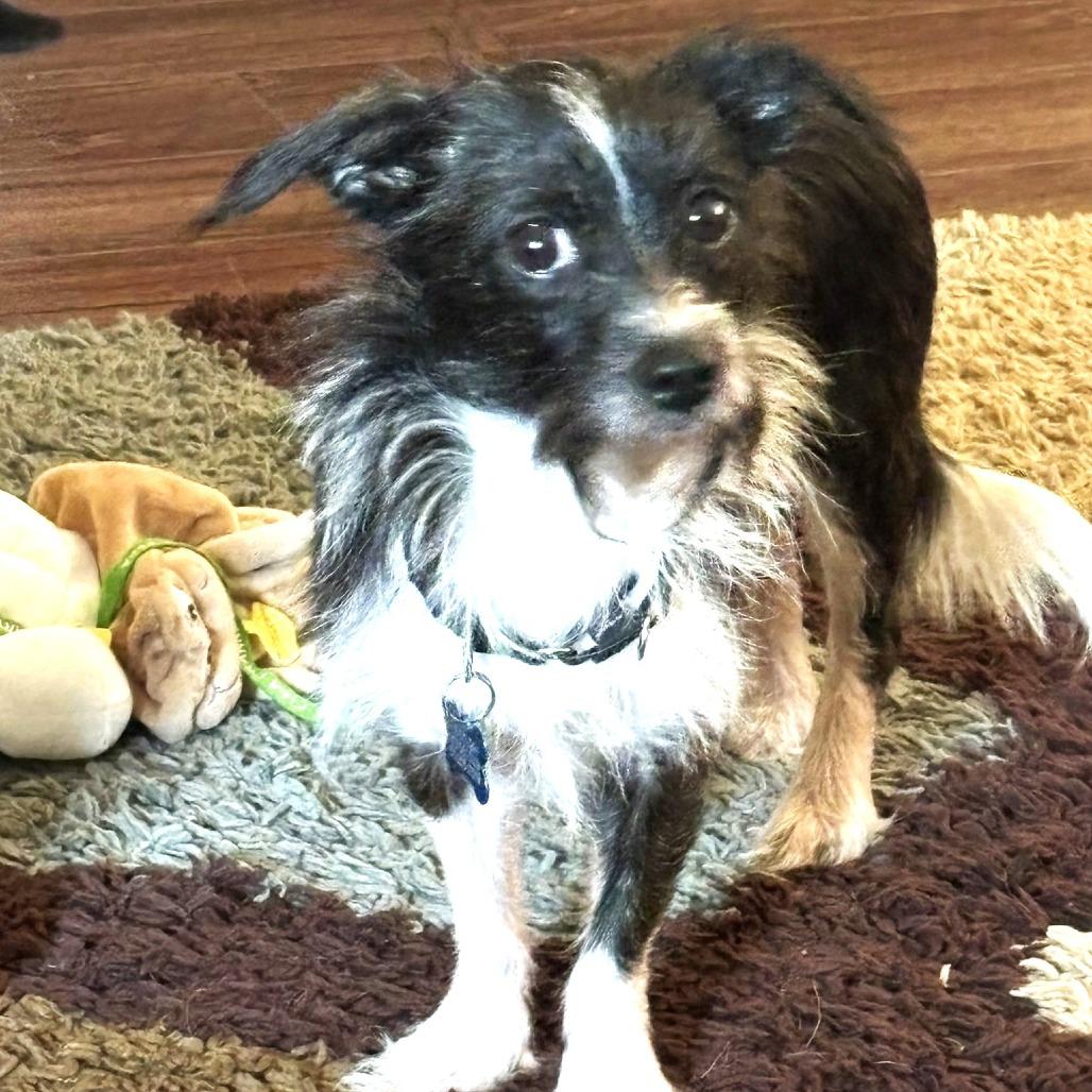 Oreo — thumbnail 2