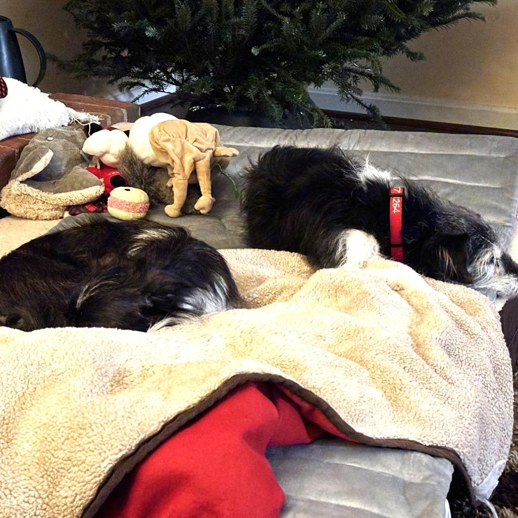 Oreo — thumbnail 3