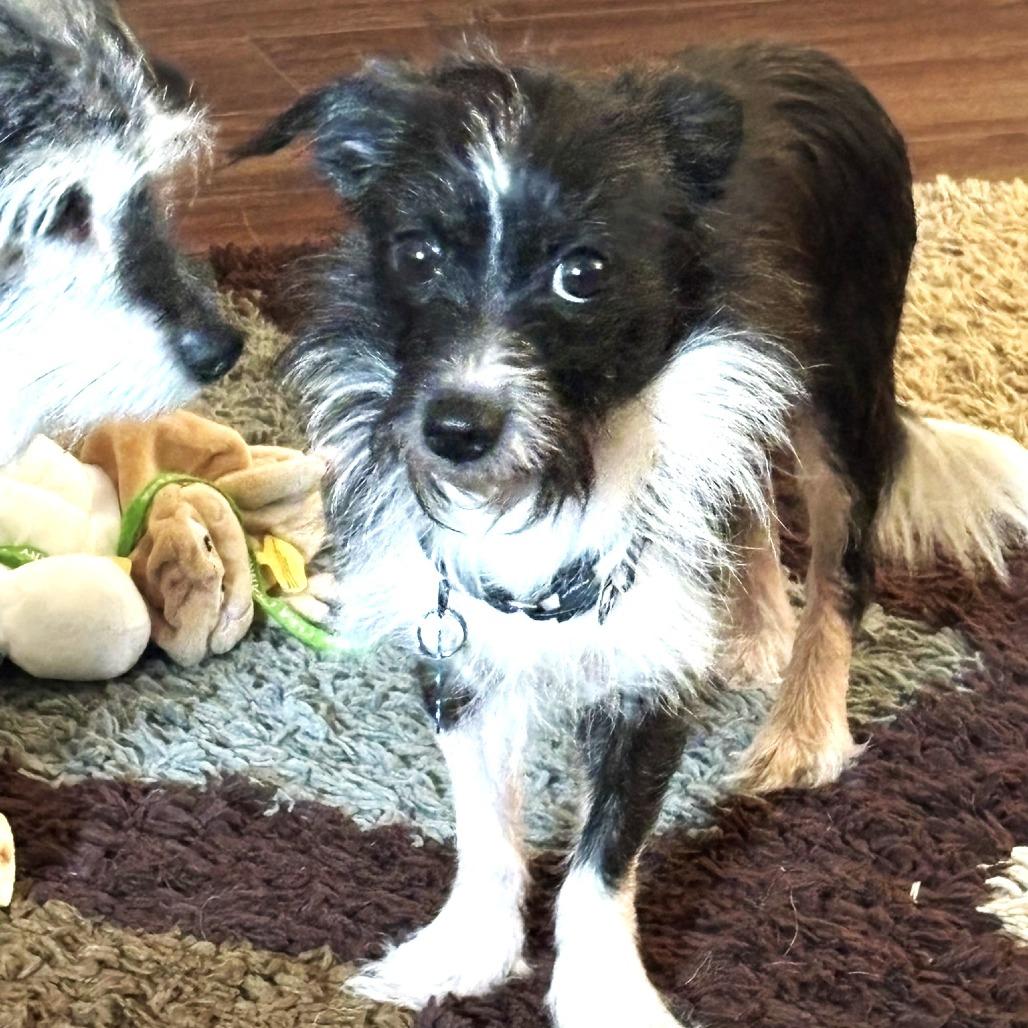 Oreo — thumbnail 4