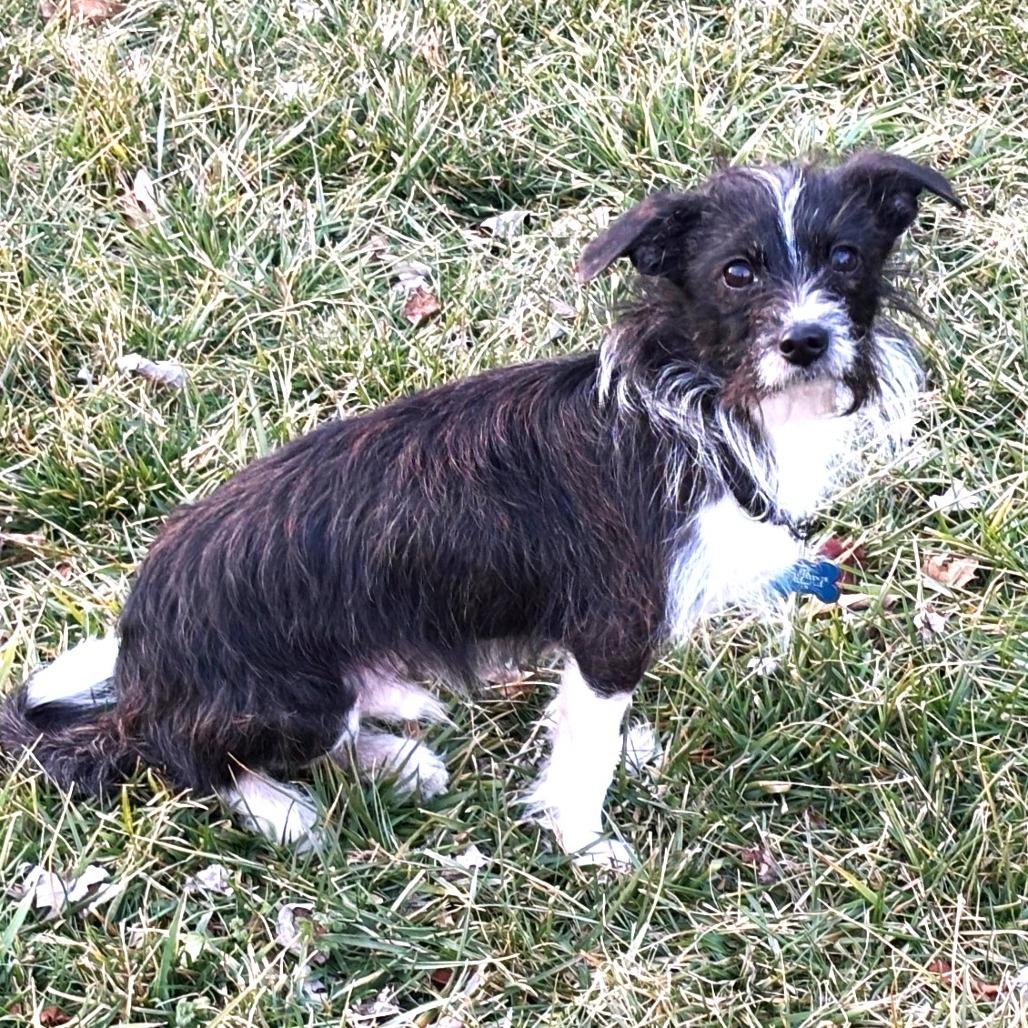 Oreo, a Adoptable mixed breed in Chantilly, VA image 3/4