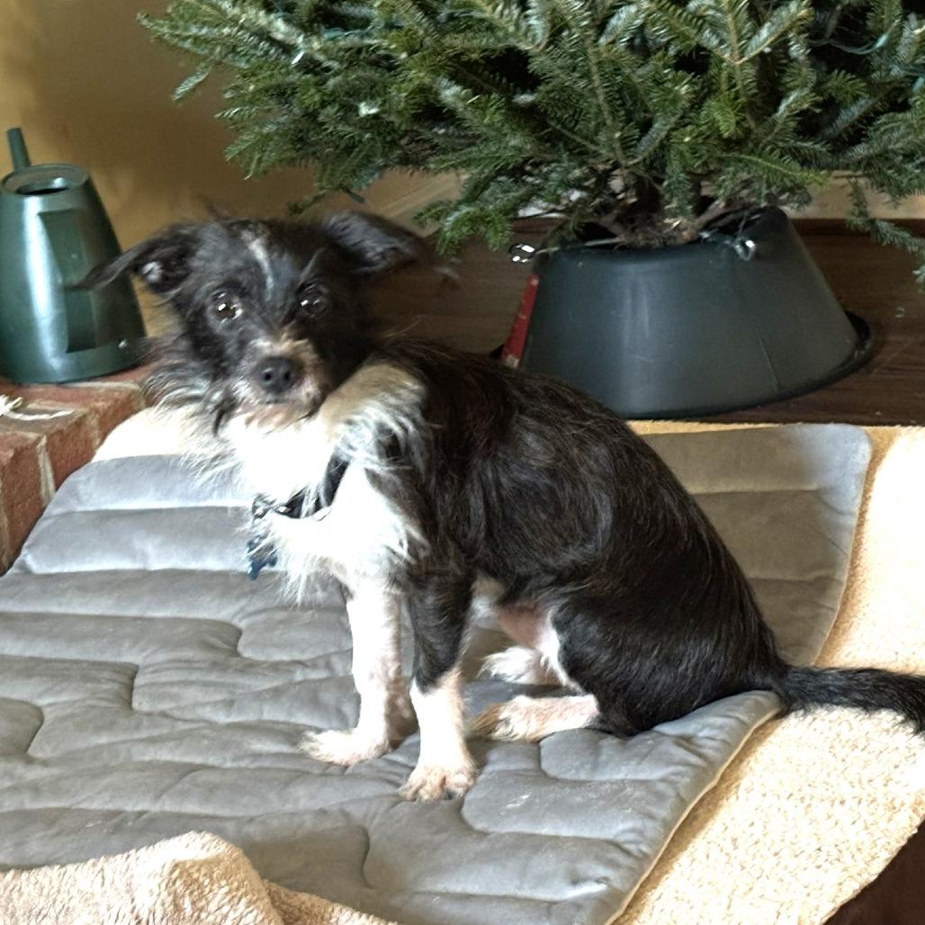 Oreo — thumbnail 6