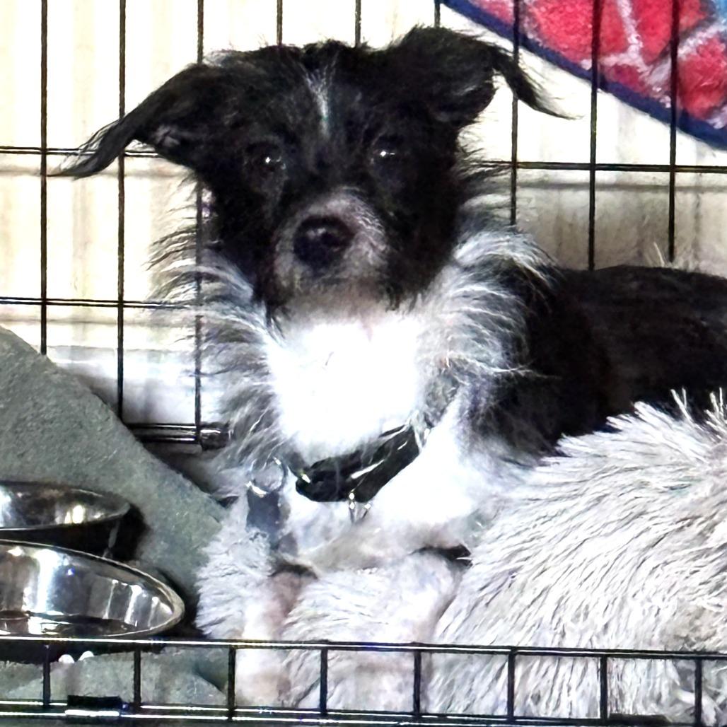Oreo, a Adoptable mixed breed in Chantilly, VA image 5/5
