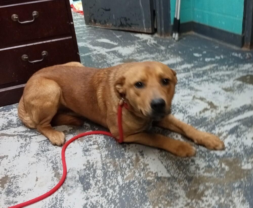 Enlarge Buddy #101, a Adoptable mixed breed in New Lexington, OH image 1/1