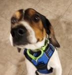 Enlarge Cody, a Adopted mixed breed in Phoenix, AZ image 1/2