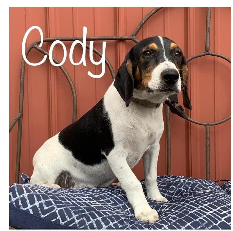 Enlarge Cody, a Adopted mixed breed in Phoenix, AZ image 2/2
