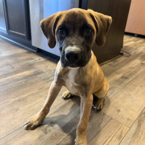 Enlarge Hoss, a Adoptable Mastiff in Edmond, OK image 1/3