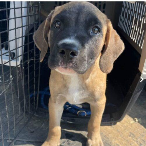 Enlarge Hoss, a Adoptable Mastiff in Edmond, OK image 3/3