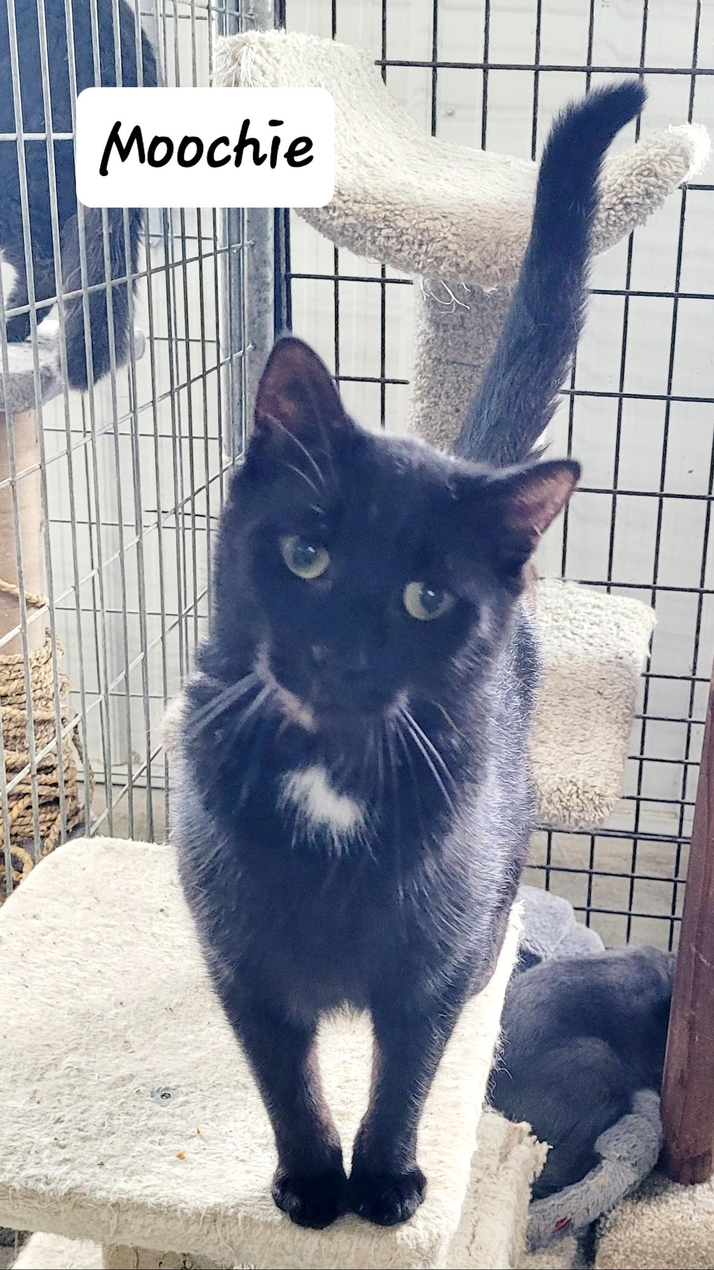 Enlarge Moochie, a Adoptable Domestic Short Hair in Urbana, OH image 1/1