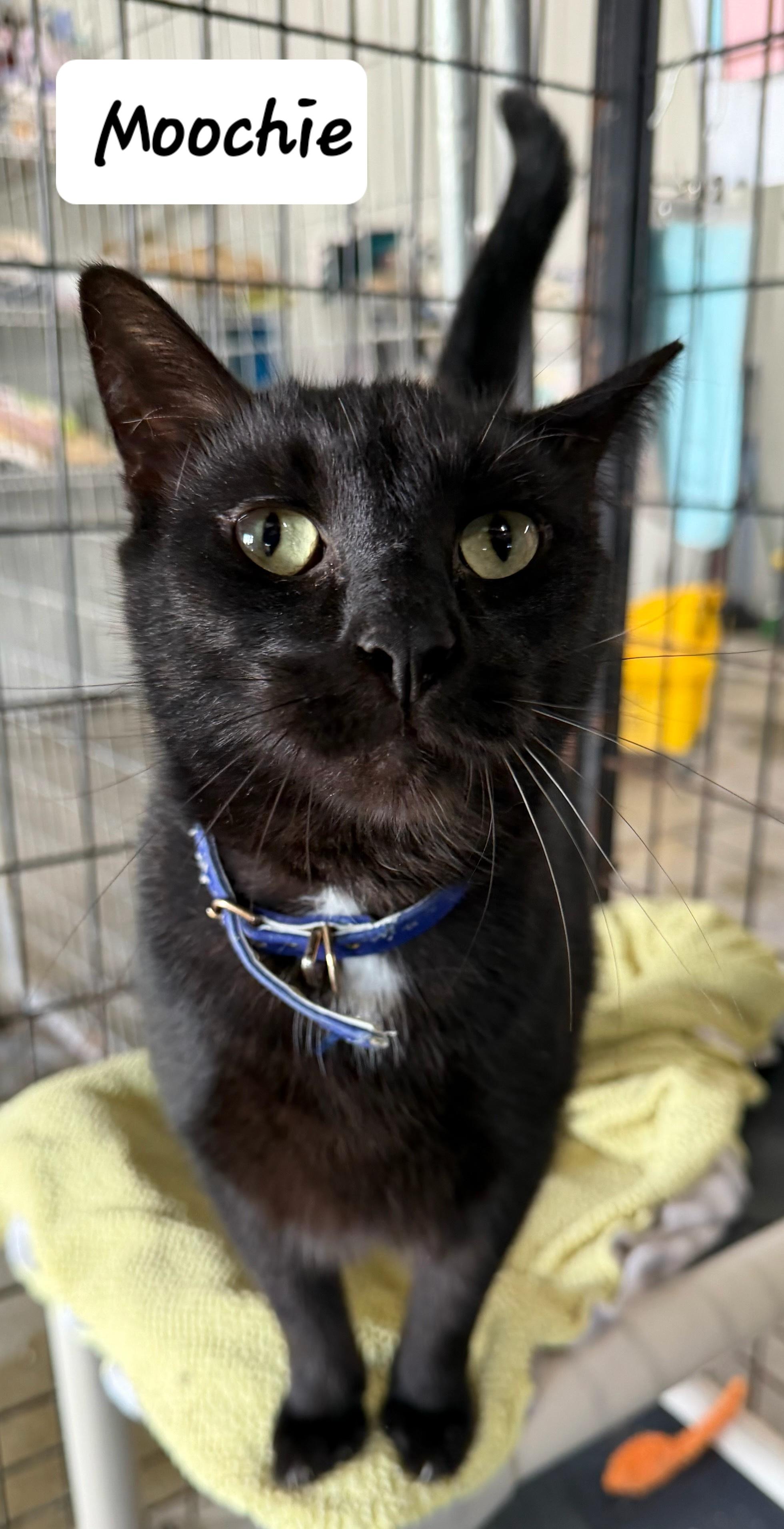 Moochie, Adoptable, Adult Male Domestic Short Hair.