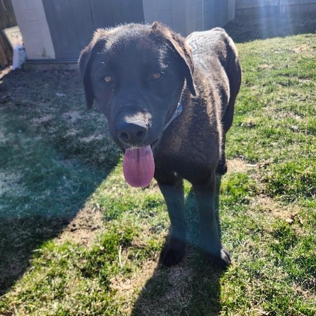 Enlarge Gucci, a ADOPTABLE mixed breed in Scarborough, ON image 3/6