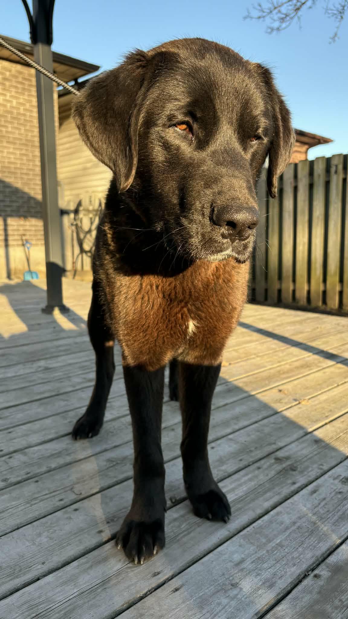 Enlarge Gucci, a ADOPTABLE mixed breed in Scarborough, ON image 4/6