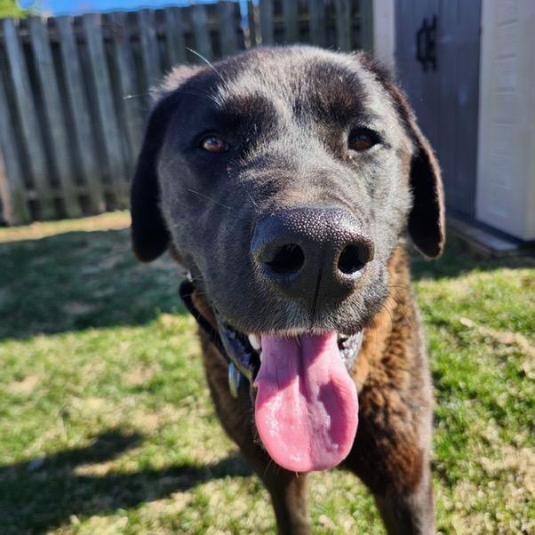 Gucci, ADOPTABLE, Young Male Black Labrador Retriever.