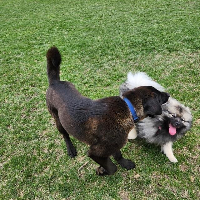 Enlarge Gucci, a ADOPTABLE mixed breed in Scarborough, ON image 5/6