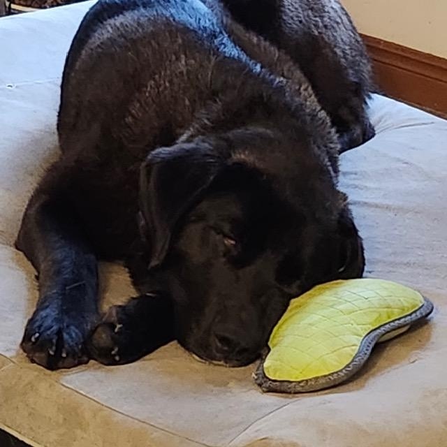 Enlarge Gucci, a ADOPTABLE mixed breed in Scarborough, ON image 6/6