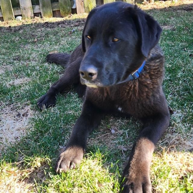 Enlarge Gucci, a ADOPTABLE mixed breed in Scarborough, ON image 2/6