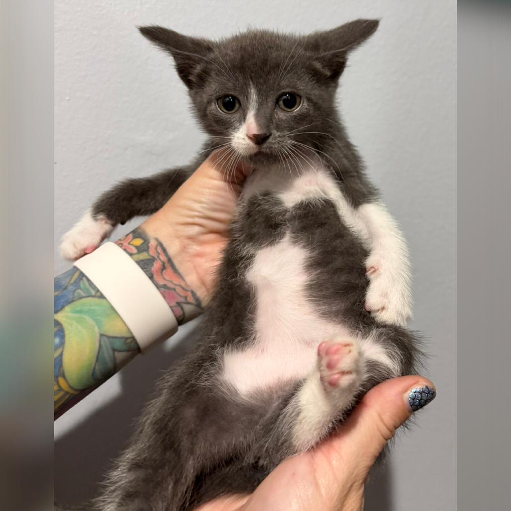 Ruth, Adoptable, Young Female Domestic Short Hair.