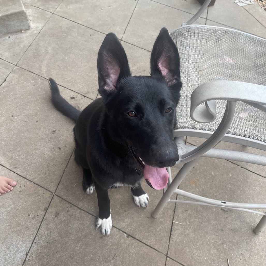 Onyx, a Adoptable German Shepherd Dog in Tulsa, OK image 3/6