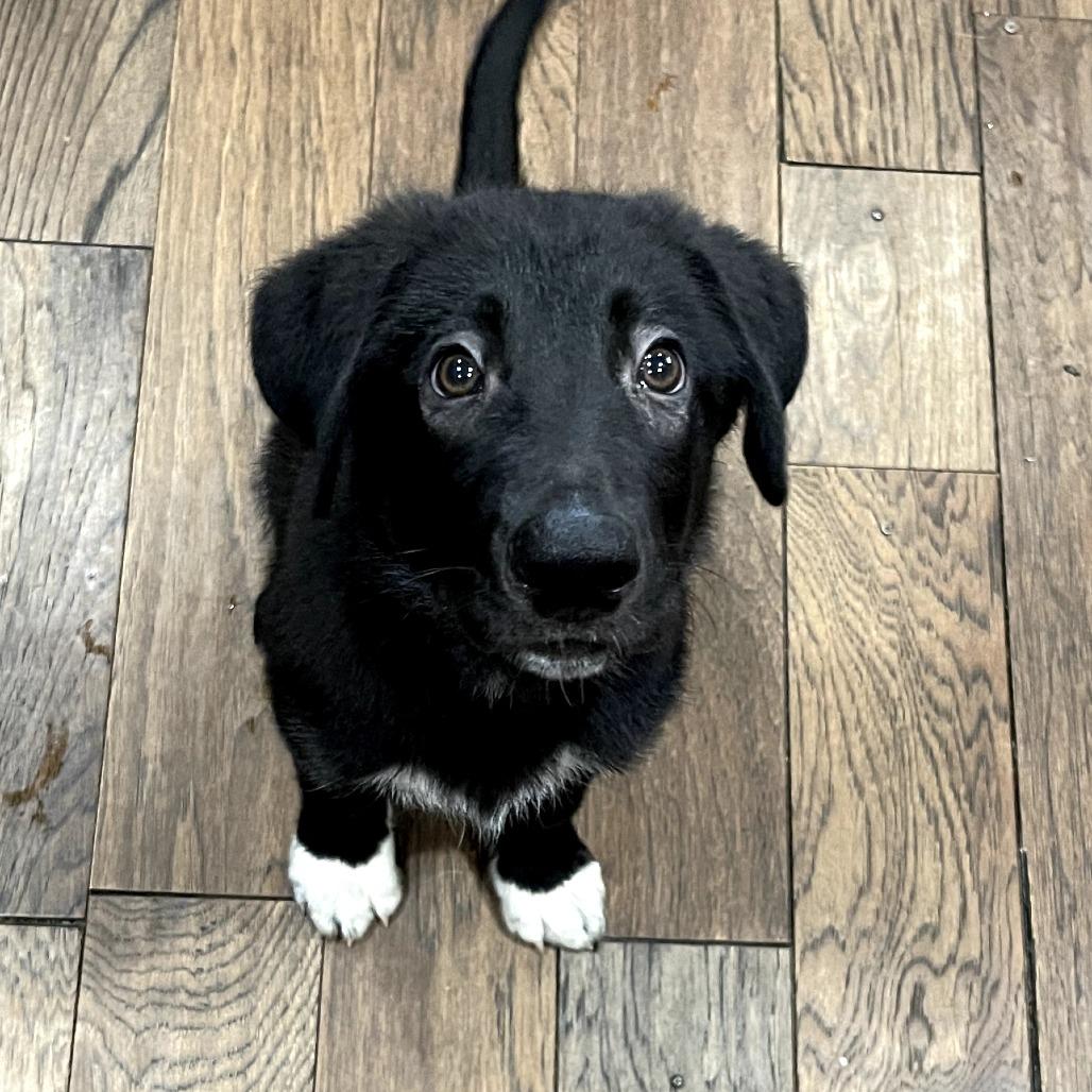 Enlarge Onyx, a Adoptable German Shepherd Dog in Tulsa, OK image 6/6
