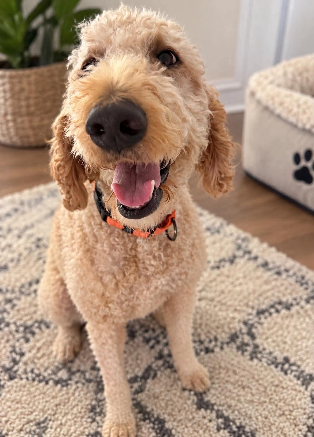 Enlarge Winnie, a Adoptable mixed breed in Elgin, IL image 3/3