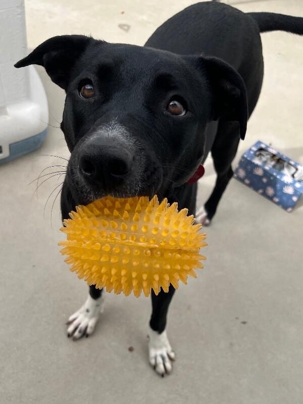 Tesora, Adoptable, Adult Female Pit Bull Terrier & Mixed Breed.