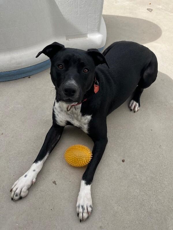 Enlarge Tesora, a Adoptable mixed breed in Fort Collins, CO image 2/6